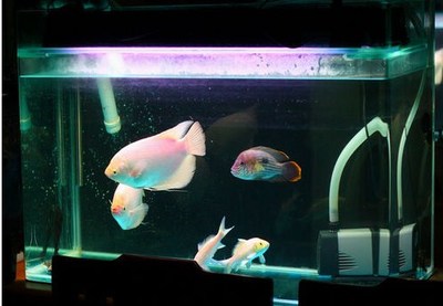 青島亮點(diǎn)水族生態(tài)魚缸價(jià)格