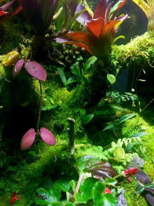 亞熱帶叢林生態(tài)雨林缸景觀賞析