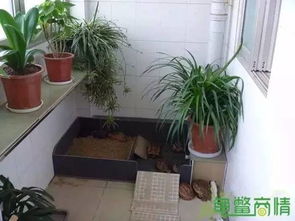 你知道龜類飼養(yǎng)的基本環(huán)境及空間需求嗎