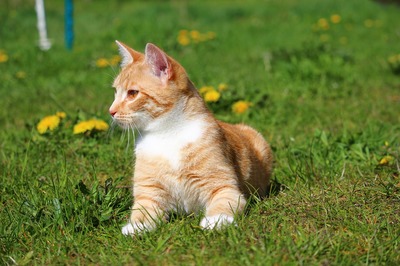 荷蘭金魚缸是什么意思呀(荷蘭鳳凰魚吃什么的)