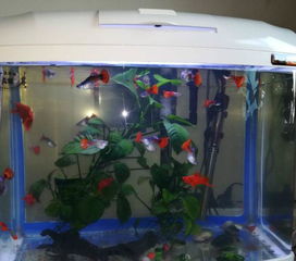 天潤(rùn)牌高級(jí)水族箱及全套設(shè)備