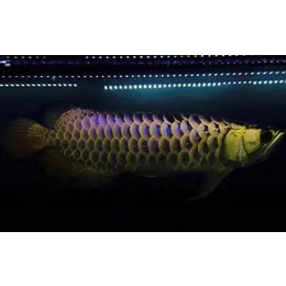 福州水族器材安裝-福州水族器材-福州余娛魚寵物經(jīng)營部