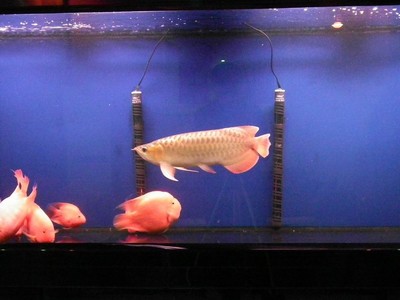 菜鳥射影,水族箱篇,希望老師多加指正!謝謝(本人都是用的M檔)