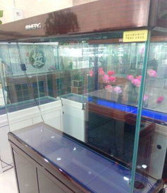 專業(yè)清洗魚缸,魚病護理及維修,出售各種觀賞