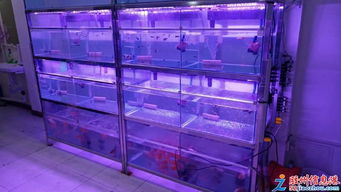 1元 膠州市小丑魚水族館觀賞魚小型熱帶魚水族器材魚缸批