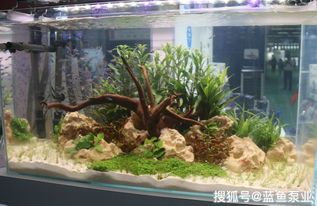 水族器材配置水族箱濾材的注意事項