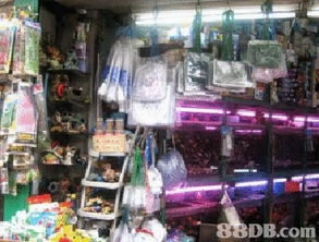 為顧客提供優(yōu)質(zhì)的水族設(shè)備 設(shè)計(jì)不同大小的魚缸 以及提供一站式水族工程及水族保養(yǎng)等服務(wù)