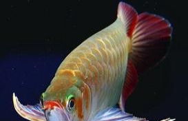 觀賞魚(yú)出售送貨專業(yè)承接魚(yú)缸清洗消毒換水更換器材聚龍水族