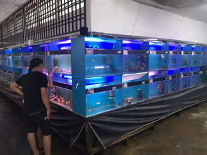 馬來(lái)20年水族老店,大多器材竟來(lái)自中國(guó)