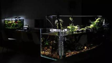 雨林缸造景:初試雨林缸,成景就這么漂亮?