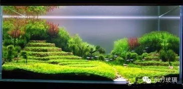 為你的家添置一個水底世界 草缸