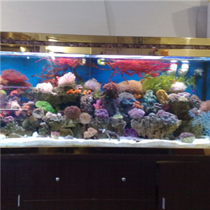 佳璐水族器材加盟——開啟水族事業(yè)新篇章