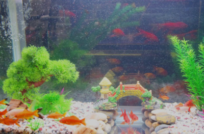 觀賞魚店加盟與水族器材 投資前景與盈利分析