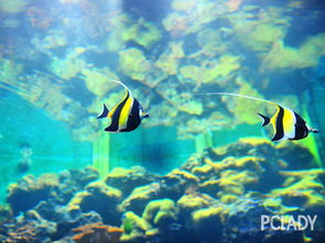 水族器材選購(gòu)指南 打造理想水族生態(tài)