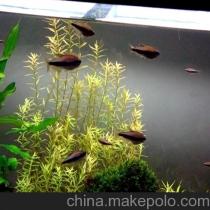 水族熱帶魚(yú)與器材供應(yīng)商及批發(fā)市場(chǎng)全攻略