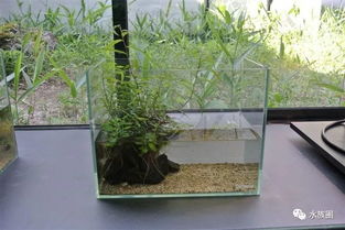 實(shí)拍東京墨田すみだ水族館 探訪世界最大水族館與ADA總部的水族世界