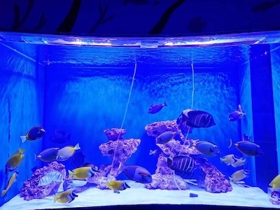 北京市水族器材市場概覽與發(fā)展趨勢