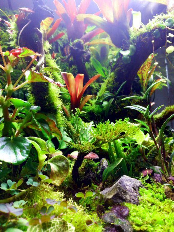亞熱帶叢林生態(tài)雨林缸景觀賞析 水族器材的巧妙運用