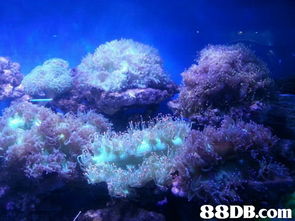 水族物語與海洋物語 專業(yè)魚缸設(shè)計保養(yǎng)與器材一站式服務(wù)